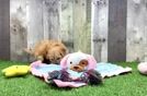 Meet Sheldon - our Cavachon Puppy Video