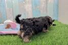 Meet Tim - our Yorkie Poo Puppy Video