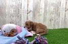 Smart Cavapoo Poodle Mix Pup