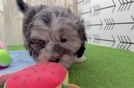 Popular Shih Poo Poodle Mix Pup