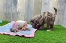 Cockapoo Puppy for Adoption