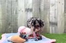 Mini Aussiedoodle Puppy for Adoption
