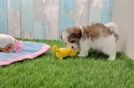 Meet Chadwick - our Teddy Bear Puppy Video