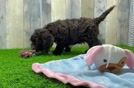 Best Cockapoo Baby