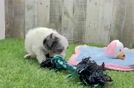 Meet Sandra - our Shih Poo Puppy Video