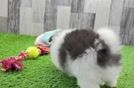 Pomeranian Pup Being Cute