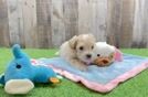 Best Maltipoo Baby