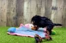 Meet Sophia - our Cavapoo Puppy Video