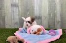 Best Teddy Bear Baby