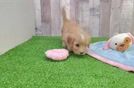 Cavapoo Pup Being Cute