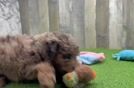 Funny Mini Labradoodle Poodle Mix Pup