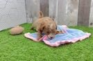 Adorable Cavalier King Charles Spaniel and Poodle Mix Poodle Mix Puppy