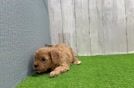 Smart Cavapoo Poodle Mix Pup