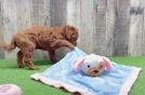 Best Mini Goldendoodle Baby