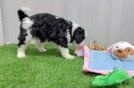 Mini Bernedoodle Puppy for Adoption