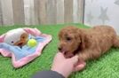 Mini Goldendoodle Pup Being Cute