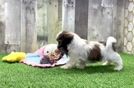 Meet Brutus - our Teddy Bear Puppy Video
