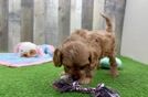Cavapoo Pup Being Cute