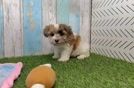 Havapoo Puppy for Adoption
