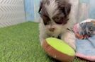 Fluffy Havapoo Poodle Mix Pup