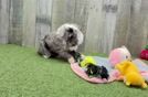 Happy Mini Aussiedoodle Baby