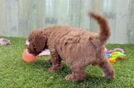Meet Tanga - our Cavapoo Puppy Video