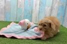 Cavapoo Puppy for Adoption
