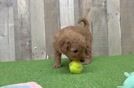 Fluffy Mini Goldendoodle Poodle Mix Pup