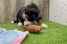 Energetic Mini Bernesedoodle Poodle Mix Puppy