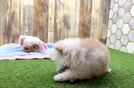 Pomeranian Puppy for Adoption