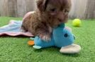 Energetic Shihpoo Poodle Mix Puppy