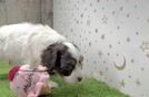 Playful Cavapoodle Poodle Mix Puppy