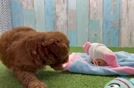Sweet Mini Goldendoodle Baby