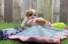 Playful Cavapoodle Poodle Mix Puppy