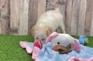Best Poodle Baby