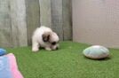 Pomachon Puppy for Adoption