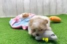 Energetic Moodle Poodle Mix Puppy