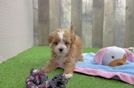 Smart Maltipoo Poodle Mix Pup