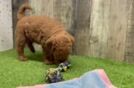 Little Mini Goldenpoo Poodle Mix Puppy