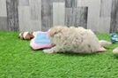 Energetic Maltidoodle Poodle Mix Puppy