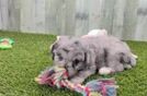 Energetic Aussie Poo Poodle Mix Puppy