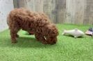 Poodle Puppy for Adoption