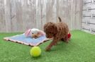 Cavapoo Pup Being Cute