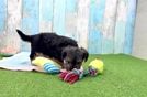 Playful Yo Yo Poo Poodle Mix Puppy
