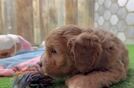 Happy Cavapoo Baby
