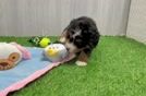 Cute Mini Bernedoodle Baby