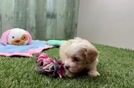 Petite Cavapoo Poodle Mix Pup