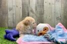 Smart Maltipoo Poodle Mix Pup