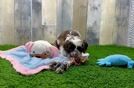Cockapoo Pup Being Cute