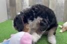 Petite Mini Bernedoodle Poodle Mix Pup